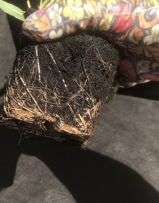 Монарда Пинк Лейс 1 шт Р9